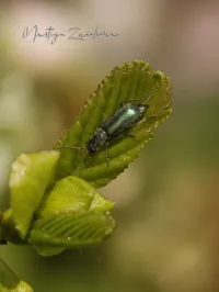 Bloemweekschilden [Melyridae]